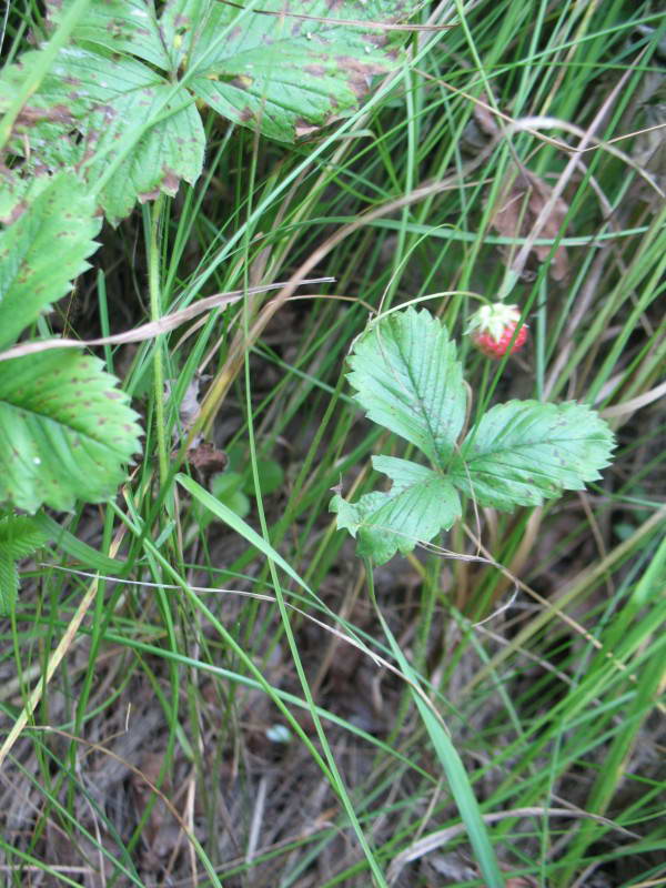 Fragaria vesca