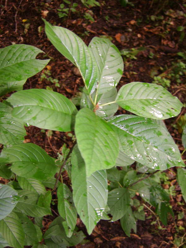 Frangula alnus