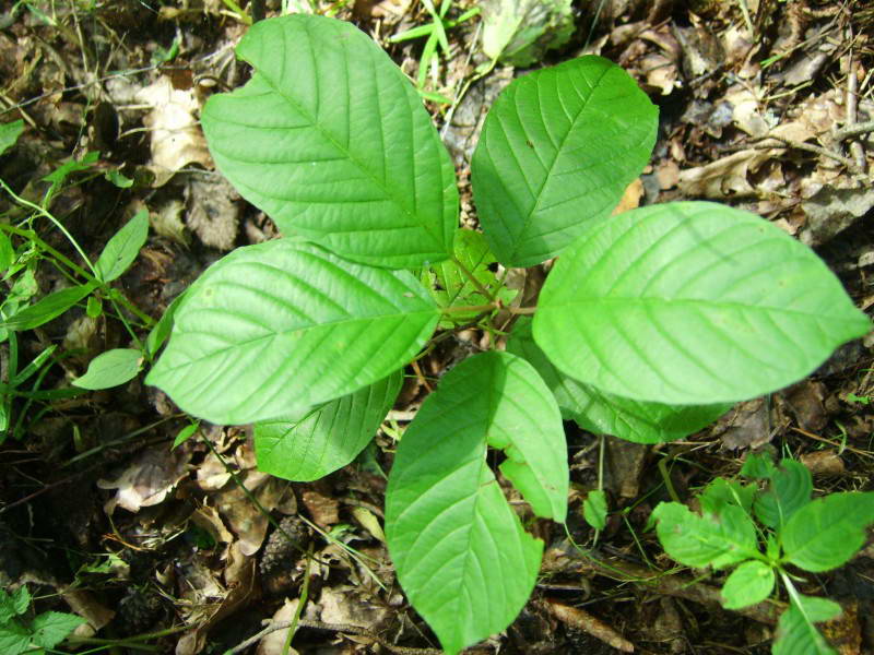 Frangula alnus