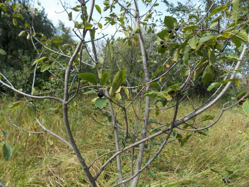 Frangula alnus