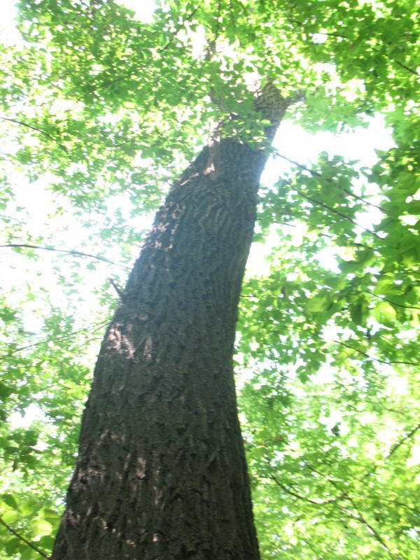 Ash Fraxinus excelsior