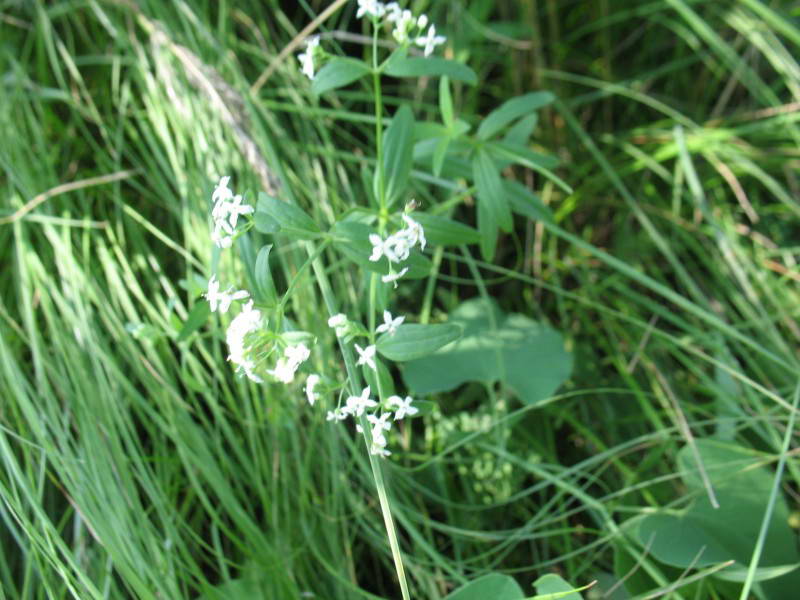 Galium boreale