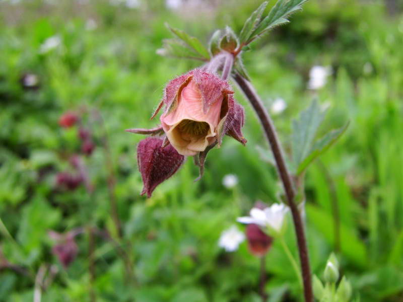 Geum rivale