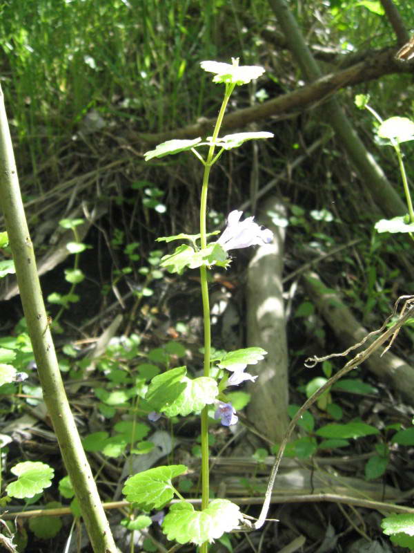 Glechoma hederacea