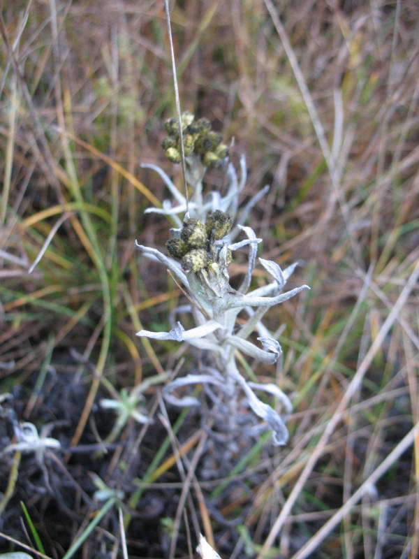 Helichrysum arenarium