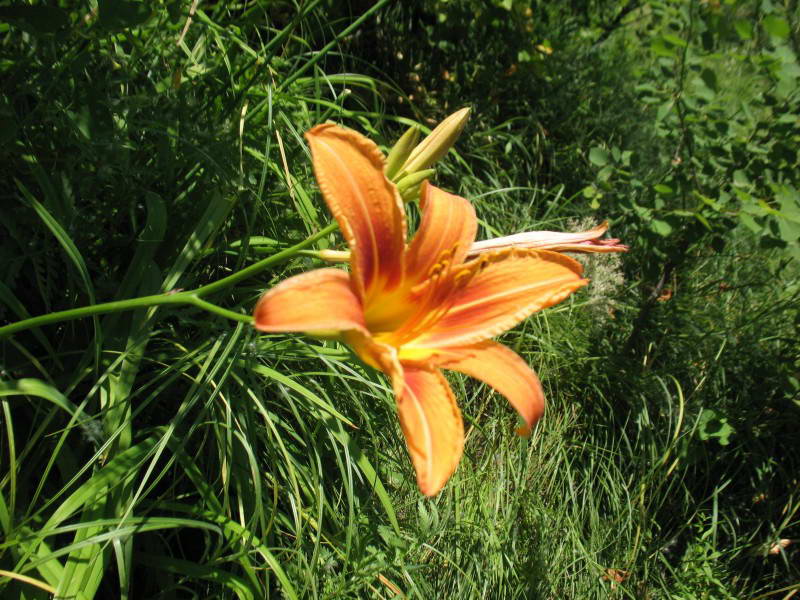 Hemerocallis citrina