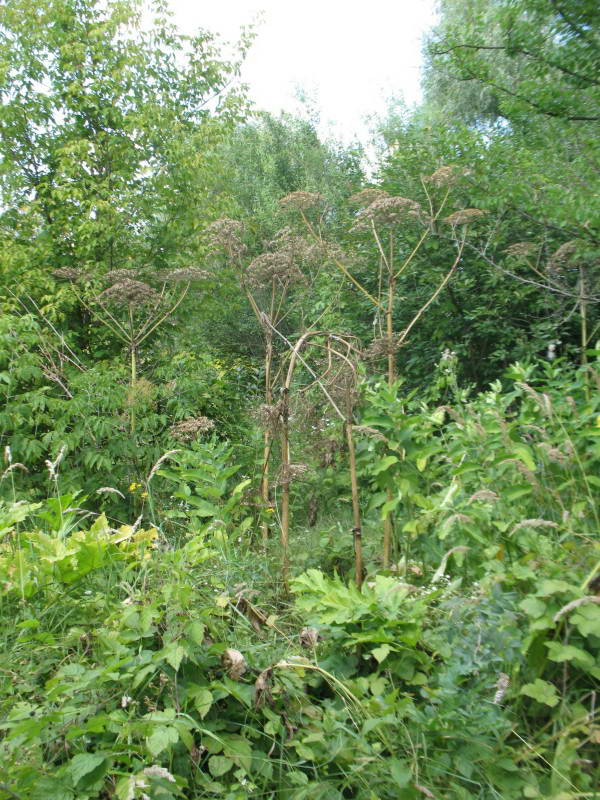 Heracleum sosnowski