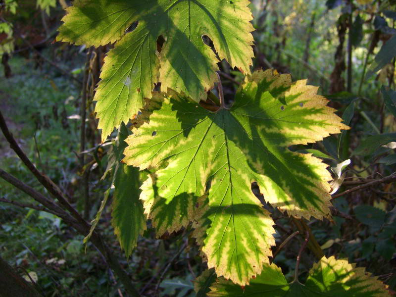 Hop Humulus lupulus