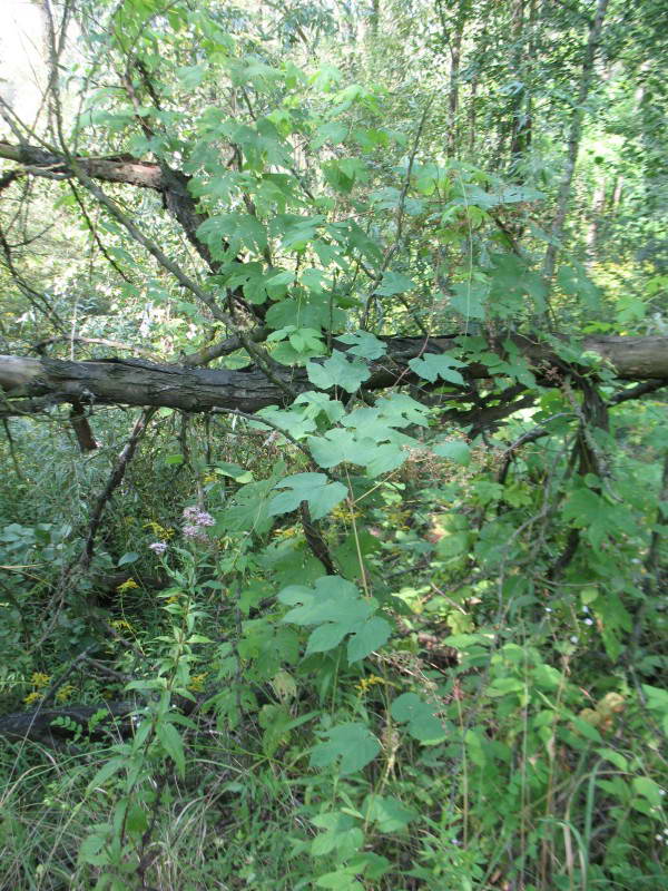 Hop Humulus lupulus