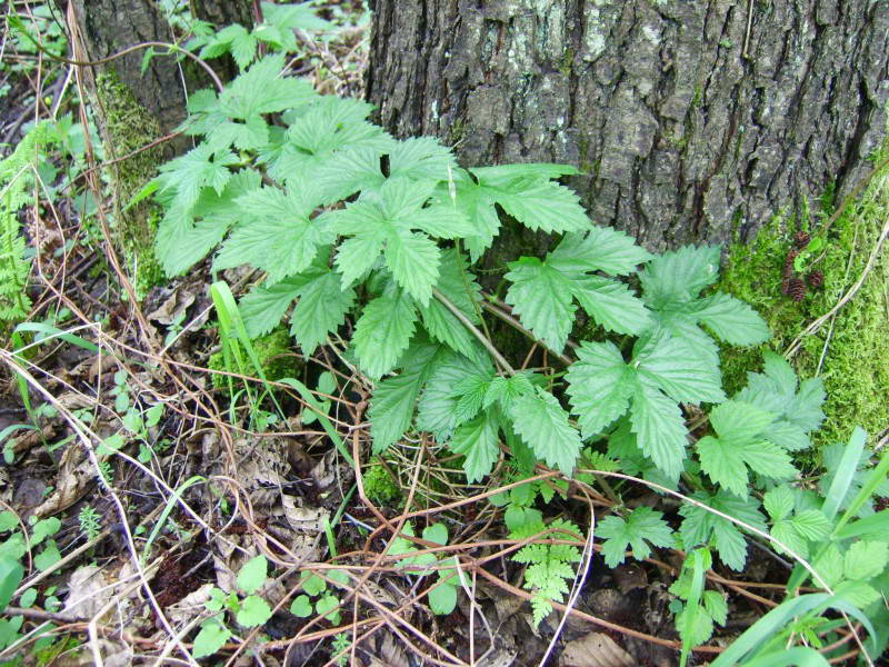 Hop Humulus lupulus