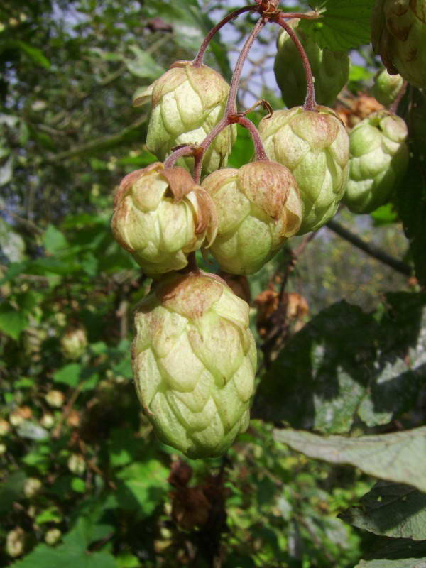 Hop Humulus lupulus