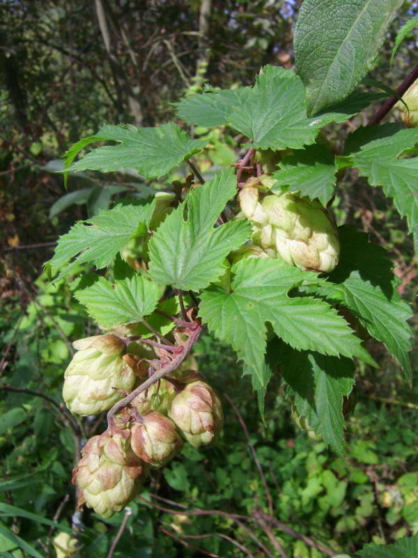 Hop Humulus lupulus