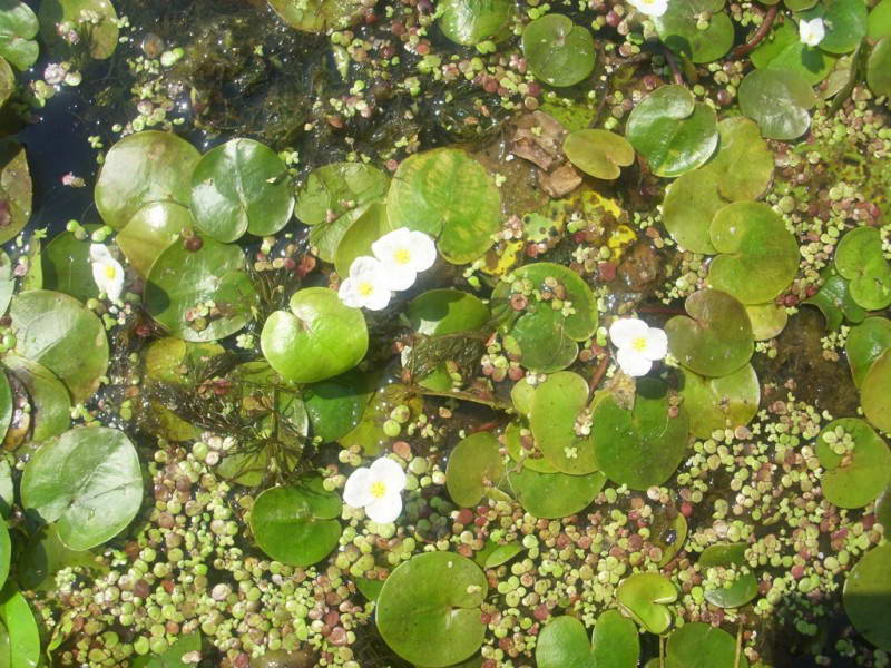 Hydrocharis morsus-ranae