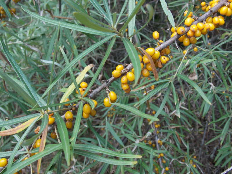 Seabuckthorn Hypophae rhamnoides