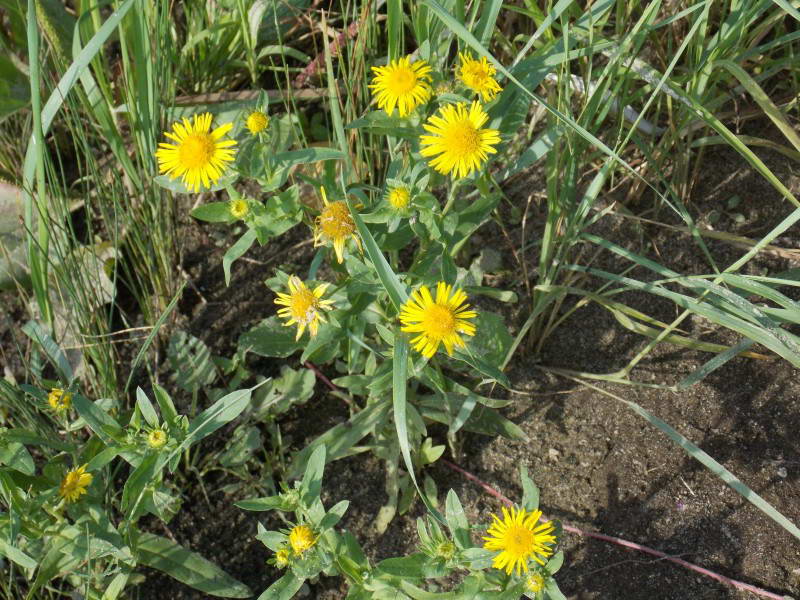 Inula britanica