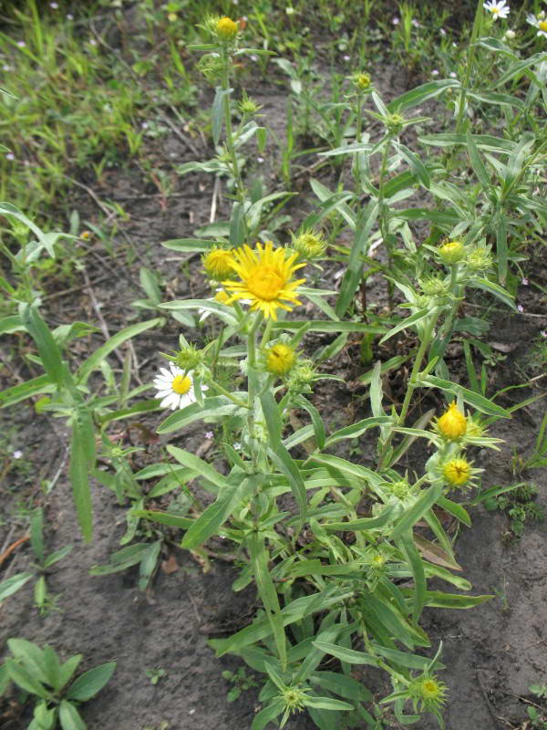 Inula britanica