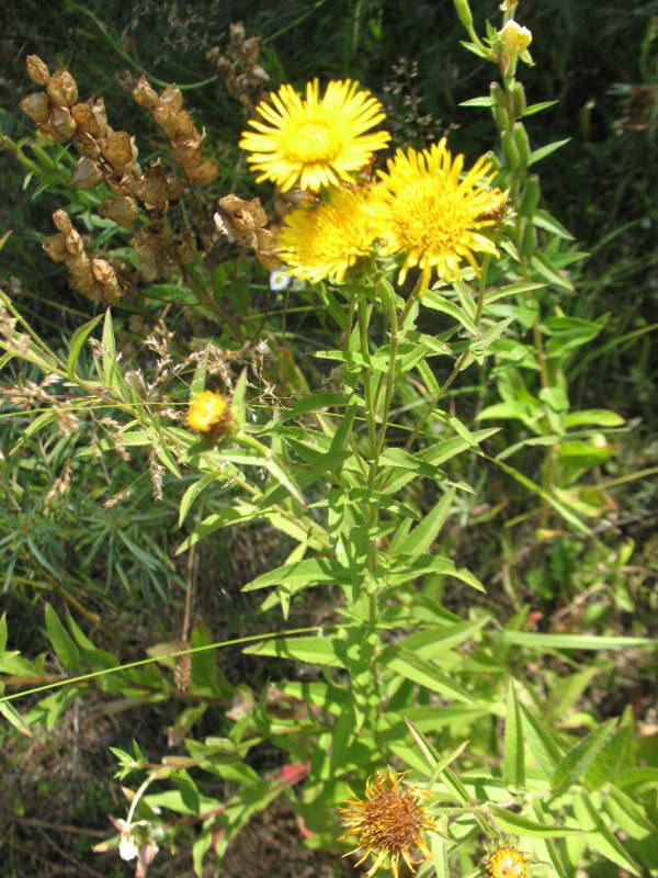 Inula ensifolia