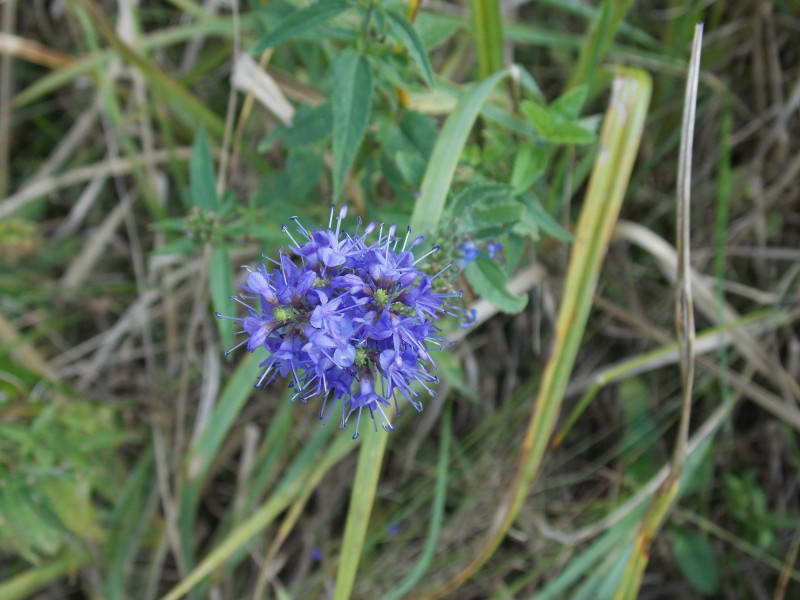 Jasione montana