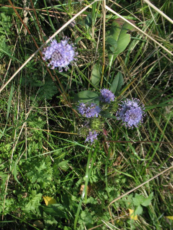 Jasione montana