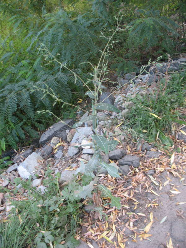 Lactuca seriola