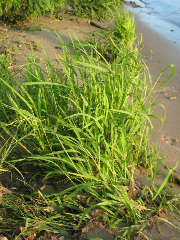 Leersia oryzoides