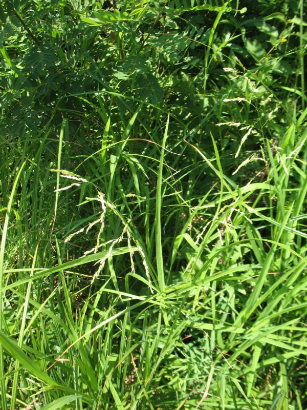 Leersia oryzoides