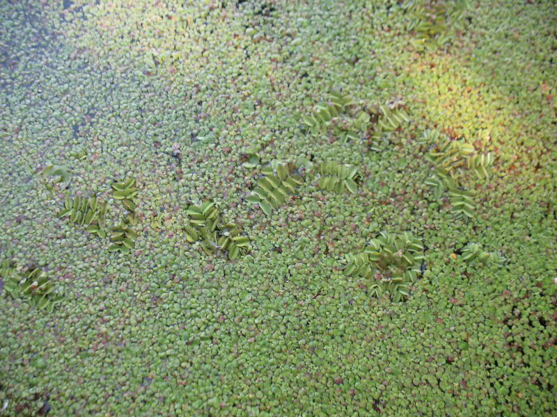 Lemna minor & Salvinia natans