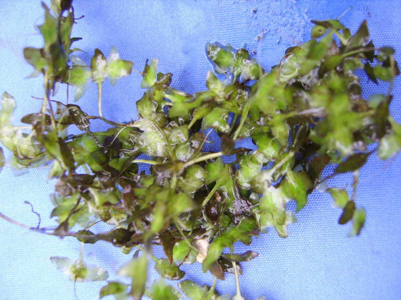 Lemna trisulca