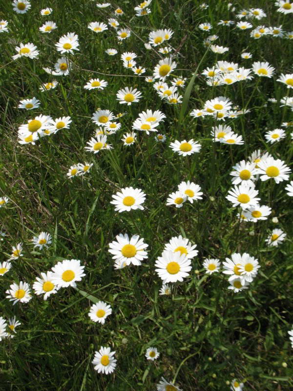 Leucanthemum vulgare