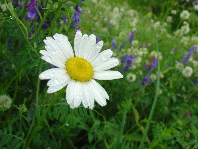 Leucanthemum vulgare