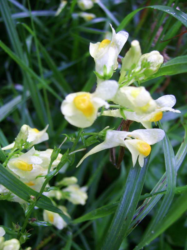 Linaria vulgaris