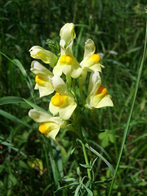 Parnikoza I.Yu. - Linaria vulgaris