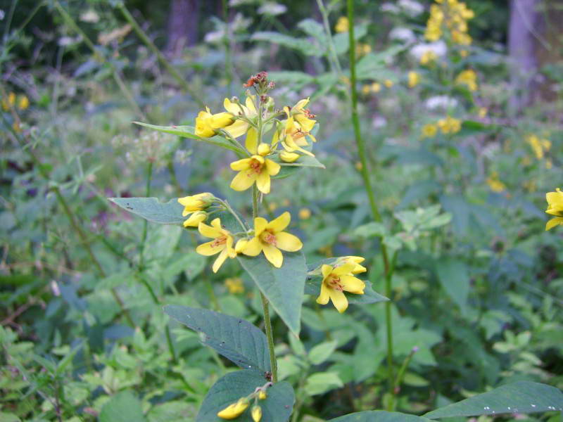 Lysimachia vulgaris