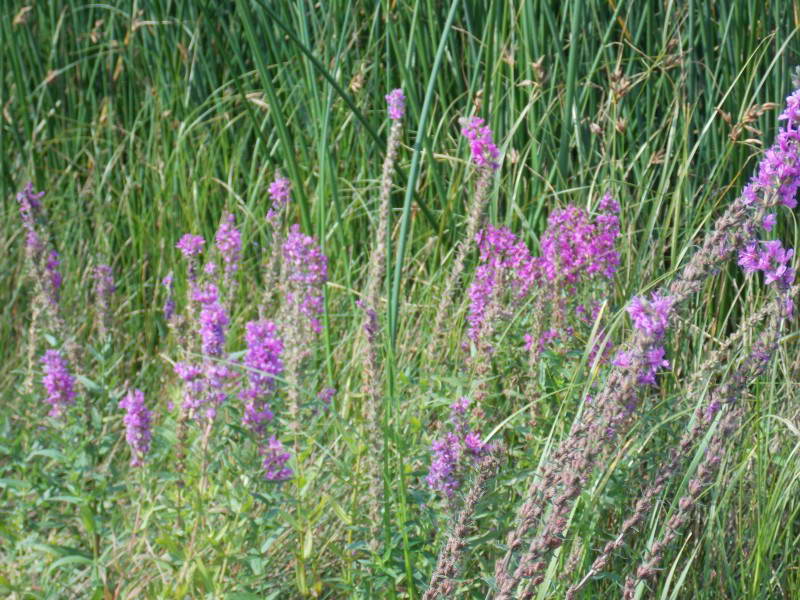 Lythrum salicaria