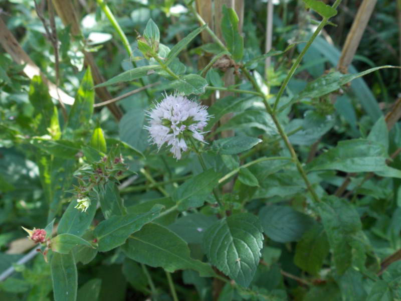 Mentha