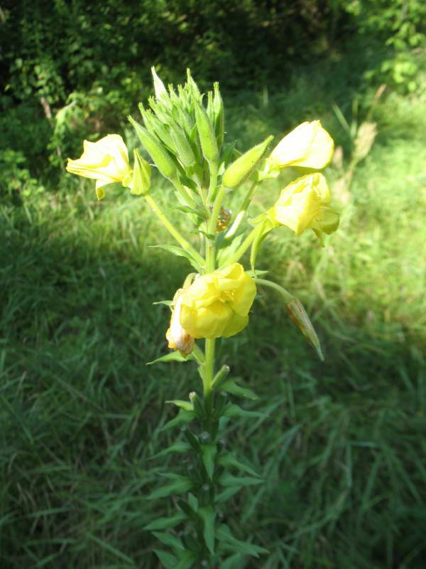 Oenothera