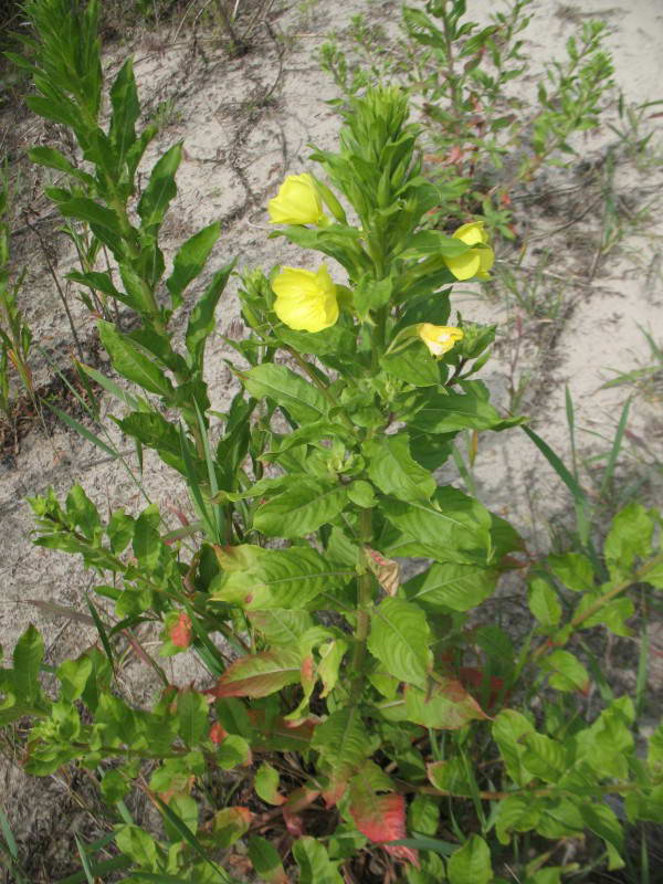 Oenothera