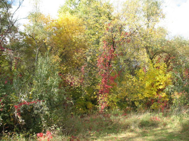 Parthenocissus quinquefolia