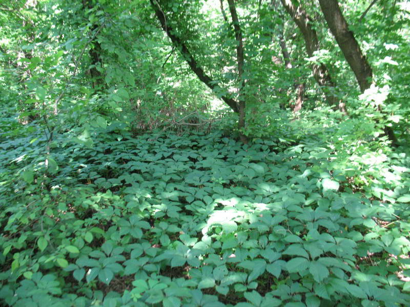 Parthenocissus quinquefolia