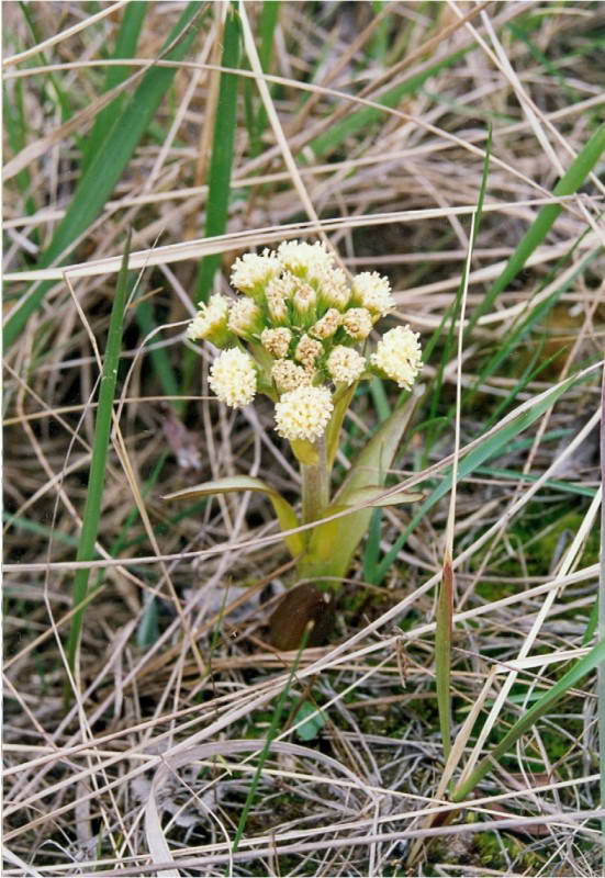 Petasites spurius