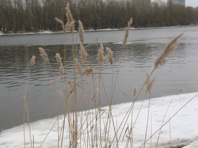 Phragmites australis