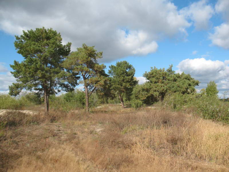 Common Pine, Pinus sylvestris