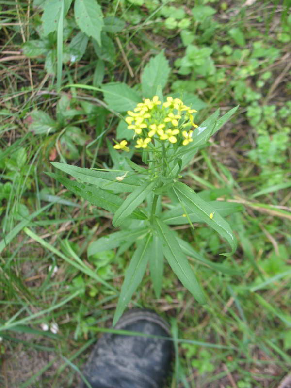 Erysimum cheiranthoides