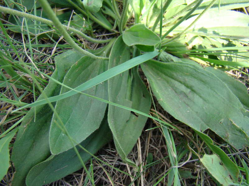 Plantago media