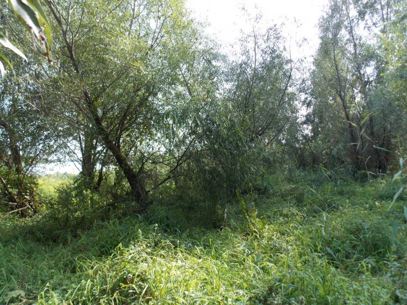 Wetland Vegetation