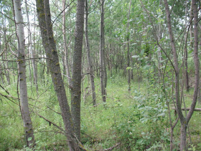 Populus tremula forest