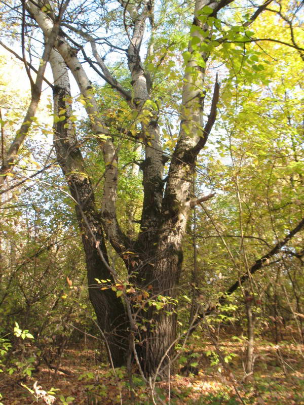 White Poplar, Populus alba