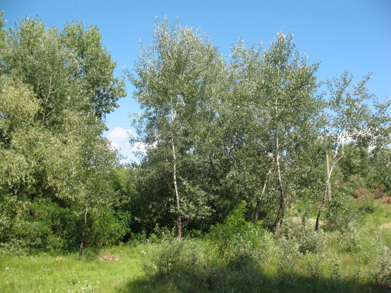 White Poplar, Populus alba