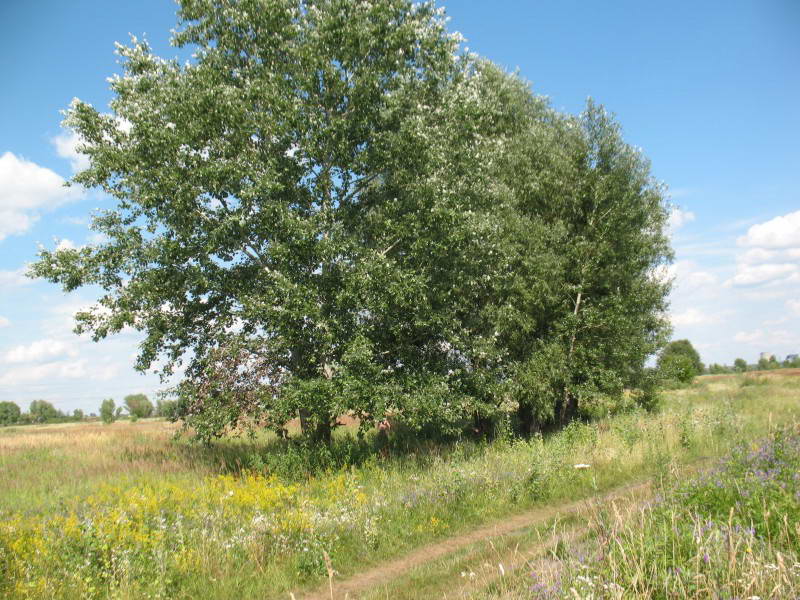 White Poplar, Populus alba