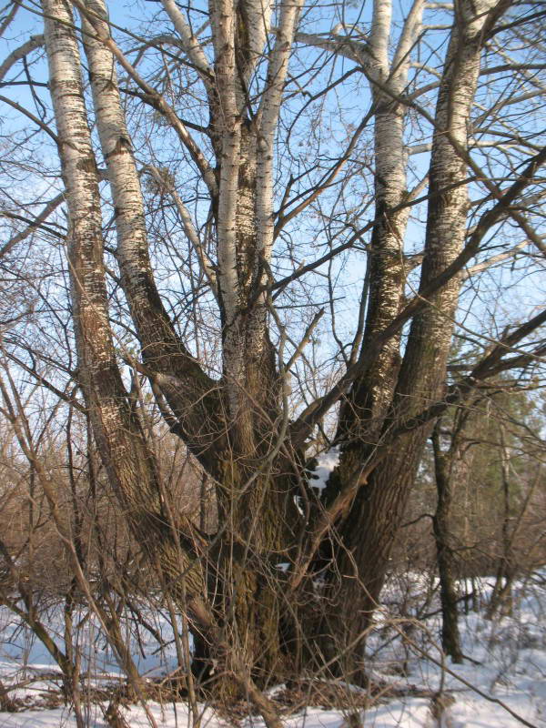 White Poplar, Populus alba